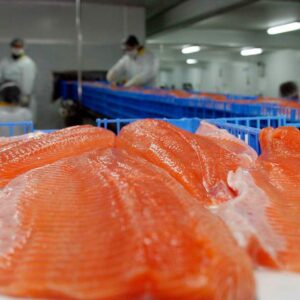 El Oro Naranja del Sur: Cómo el Salmón Chileno Conquista el Mundo